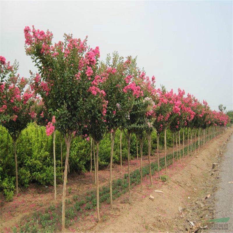 清地處理2公分天鵝絨紫薇批發(fā)基地 百日紅成活率高