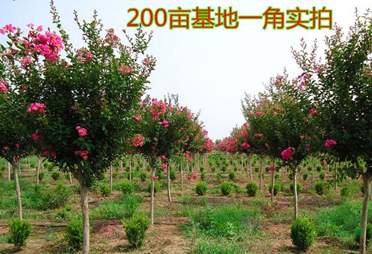 山東基地2公分天鵝絨紫薇培育基地 百日紅數(shù)量巨大 歡迎選購