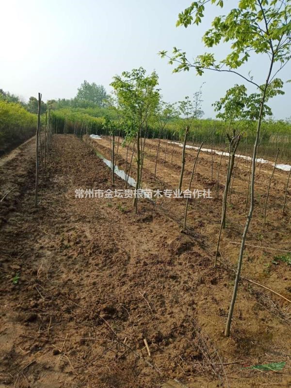 出售各種規(guī)格樸樹，樸樹小苗
