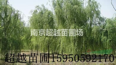 江蘇垂柳-垂柳價(jià)格-12公分垂柳價(jià)格