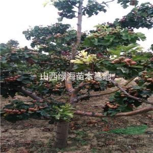 12公分山楂樹,15公分山楂樹,20公分山楂樹