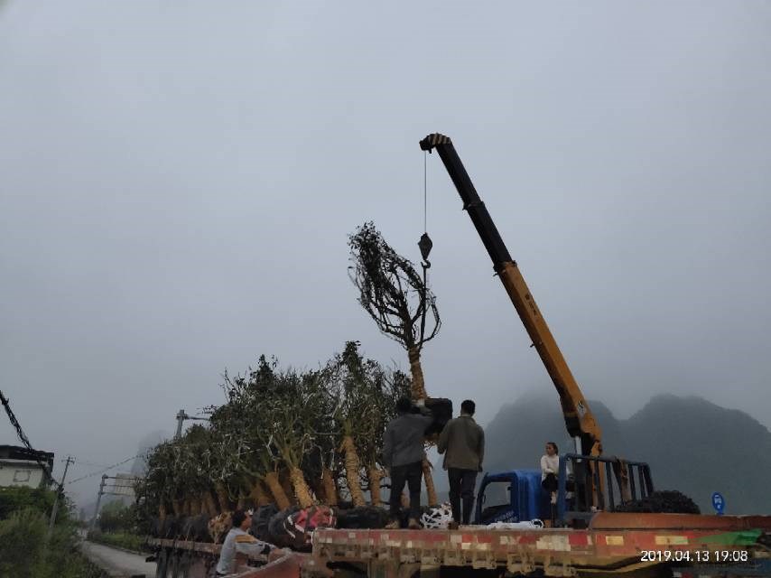 廣西桂林精品金桔樹裝車現(xiàn)場