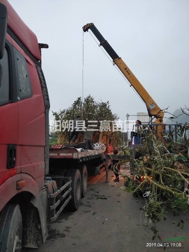 廣西桂林精品金桔樹裝車現(xiàn)場