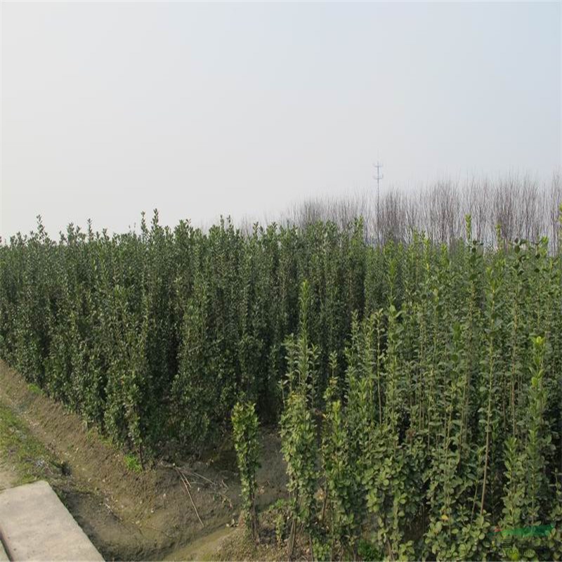 山東基地北海道黃楊培育出售  基地批發(fā)北海道黃楊價(jià)格