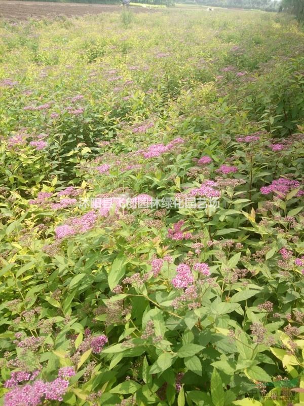 繡線菊 基地直銷 量大價(jià)優(yōu)