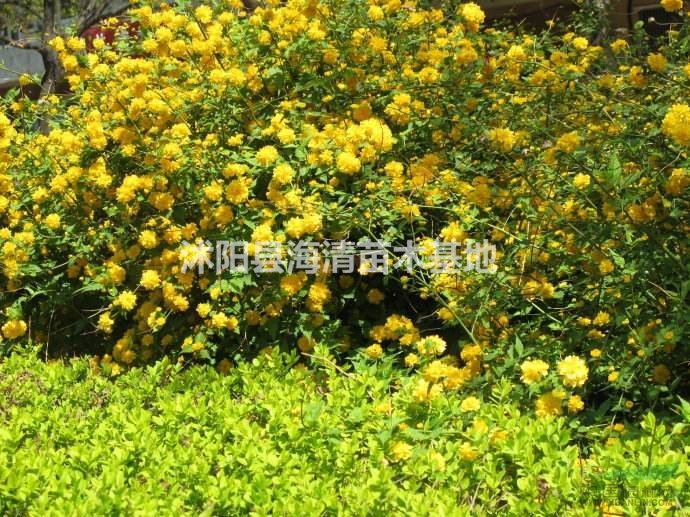 沭陽(yáng)棣棠上車價(jià)格現(xiàn)30-40-50公分棣棠能賣多少錢