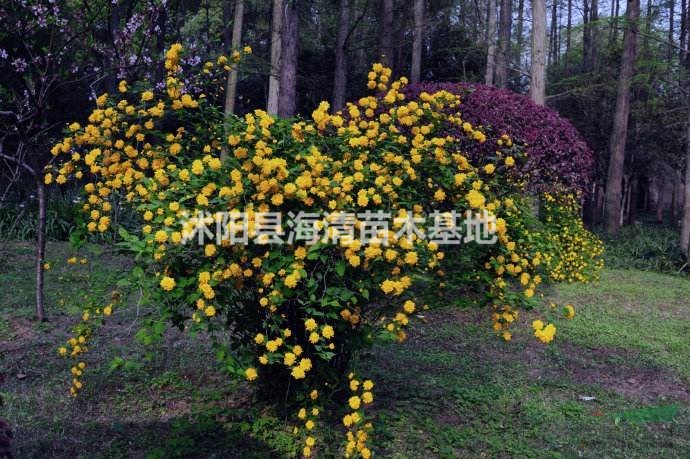 沭陽(yáng)棣棠上車價(jià)格現(xiàn)30-40-50公分棣棠能賣多少錢