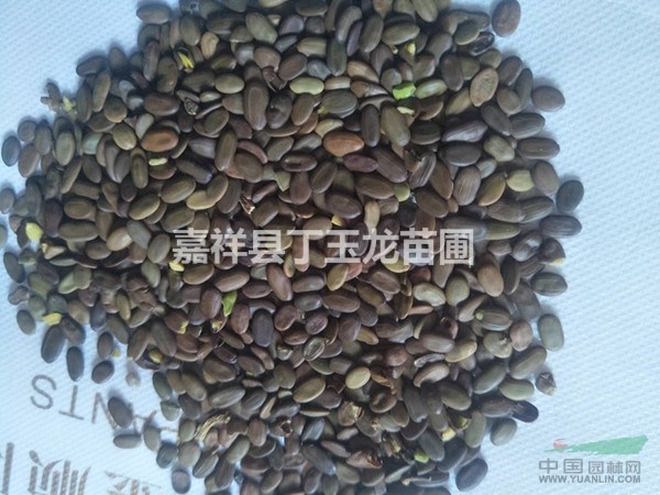 合歡種子價(jià)格，合歡種子樹(shù)苗時(shí)間育苗