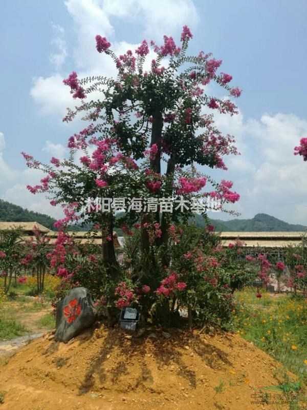紫薇產(chǎn)地直銷(xiāo)地徑3公分-10公分紫薇批發(fā)價(jià)格合理