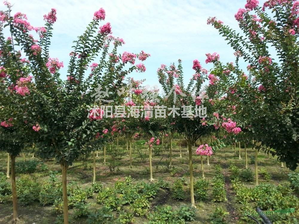 紫薇產(chǎn)地直銷(xiāo)地徑3公分-10公分紫薇批發(fā)價(jià)格合理