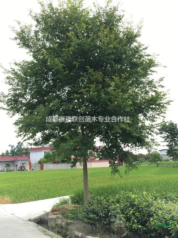 四川成都温江郫县地区原生朴树15-25公分一手货源