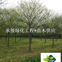 皂角樹(shù) 成都基地大量出售