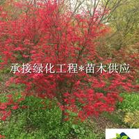 紅楓 成都基地大量出售