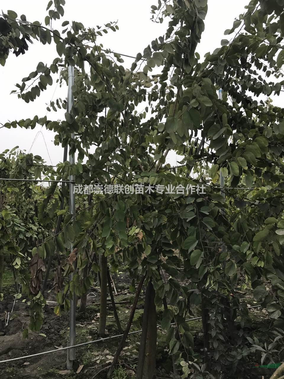 四川成都羊蹄甲8-18公分基地分枝點(diǎn)1.8左右新價(jià)格