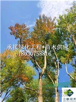 叢生烏桕 成都基地大量出售 