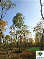 叢生烏桕 成都基地大量出售 