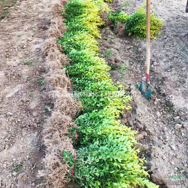 河南金葉女貞苗批發(fā) 潢川縣苗木基地直銷金葉女貞樹苗