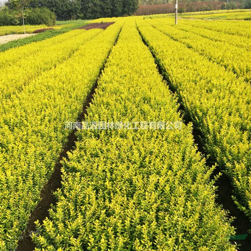 河南金葉女貞苗批發(fā) 潢川縣苗木基地直銷金葉女貞樹苗