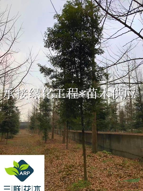 楨楠 成都基地大量出售 價(jià)格美麗