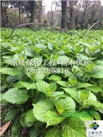 無(wú)盡夏 成都基地直銷(xiāo) 價(jià)格美麗