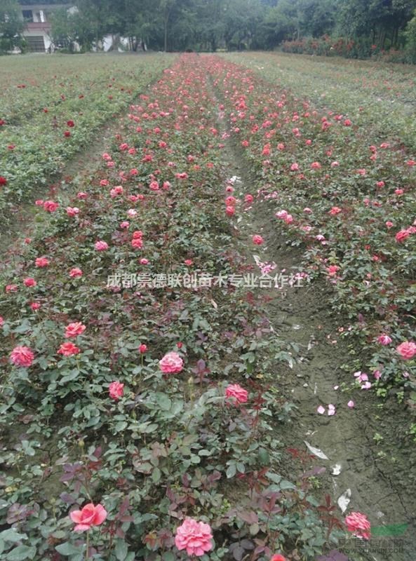 四川成都歐月，薔薇，大花，豐華月季出售杯苗地苗價格