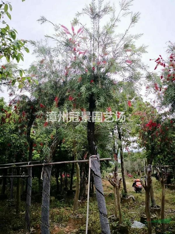 漳州串錢柳樹 今年漳州串錢柳價(jià)格便宜 優(yōu)質(zhì)福建串錢柳基地