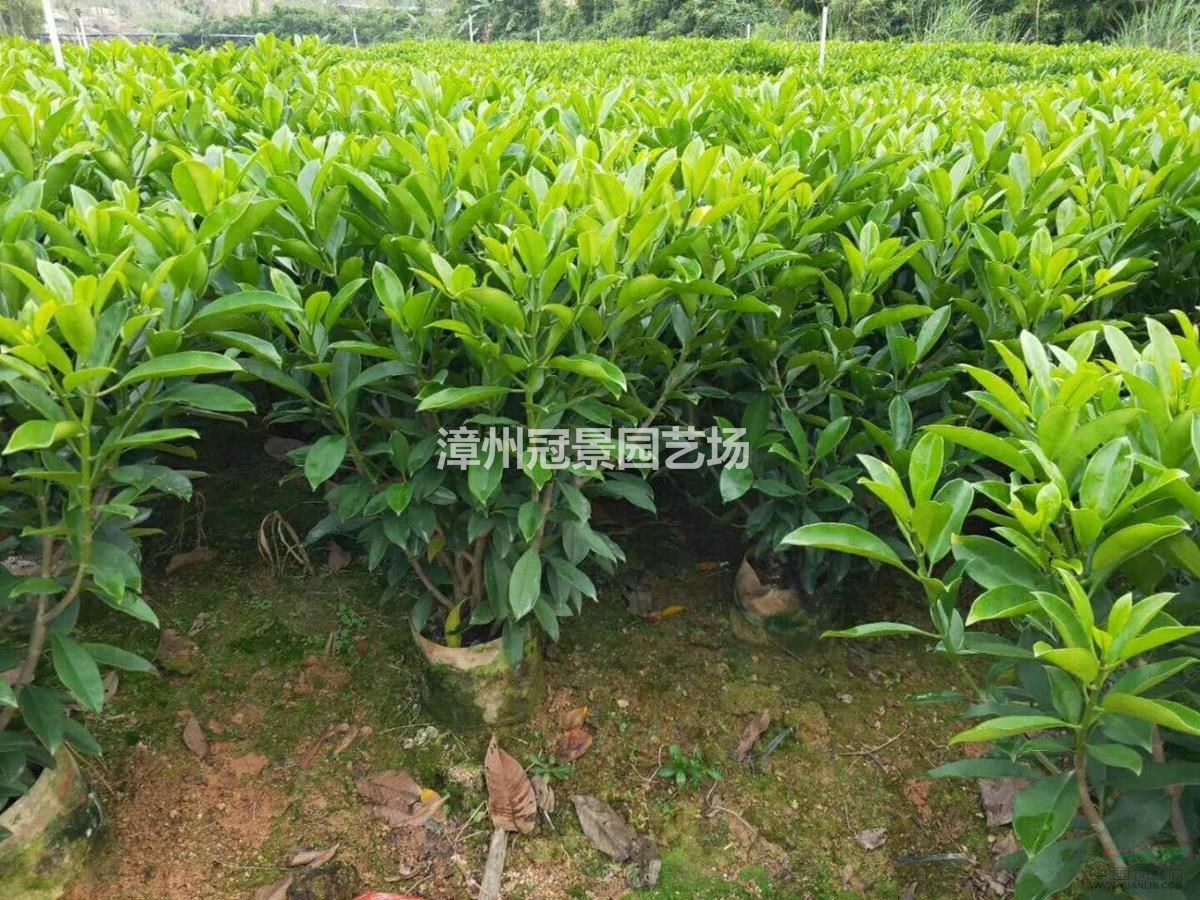 非洲茉莉基地實拍 今年非洲茉莉多少錢 華東地區(qū)非洲茉莉