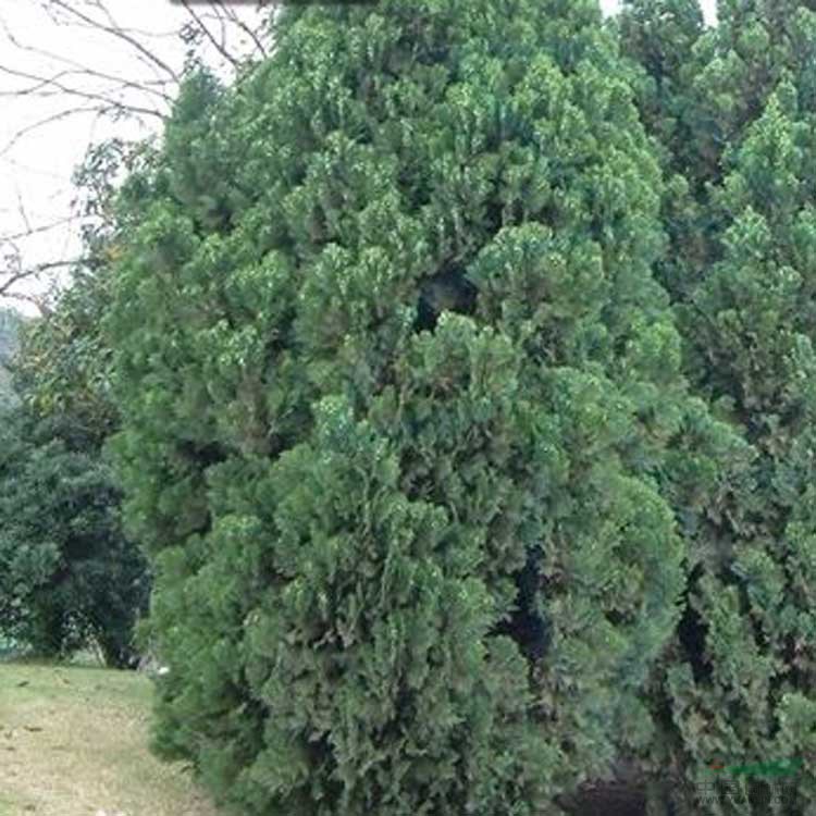 農(nóng)戶直銷(xiāo)2米高營(yíng)養(yǎng)缽側(cè)柏價(jià)格優(yōu)惠