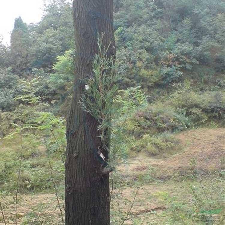 批發(fā)1.5米高營養(yǎng)缽側柏哪里有賣