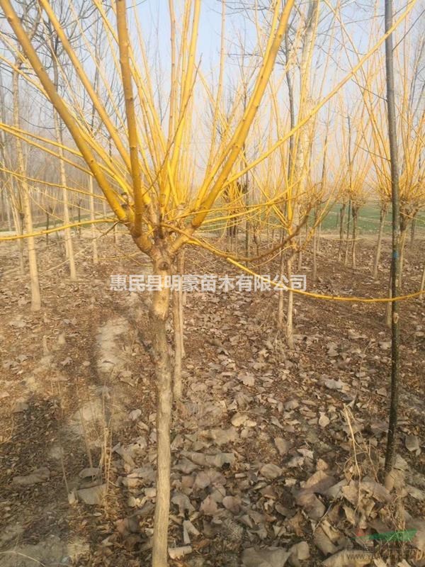 山東供應大量規格齊全金枝國槐