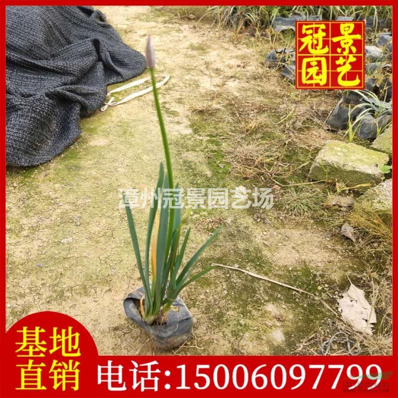 紫嬌花價格漳州 批發(fā)紫嬌花行情漳州今年紫嬌花走勢