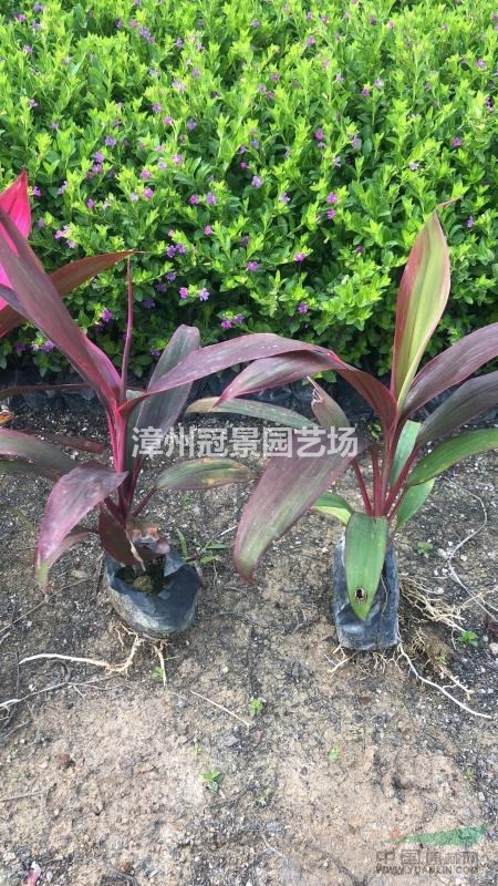 亮葉朱焦