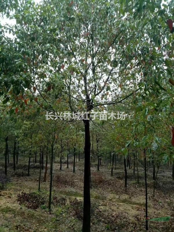 浙江大量供应香樟树10-18公分