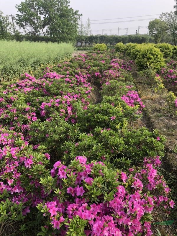 杭州蕭山毛鵑球