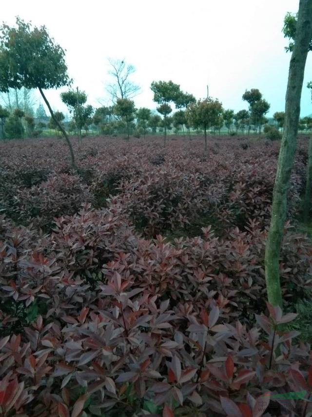 紅葉石楠球