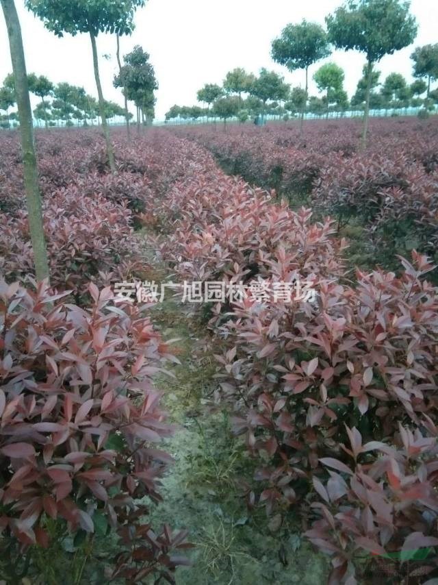 紅葉石楠球
