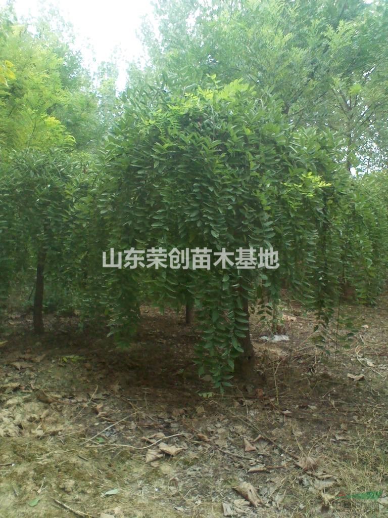 優(yōu)質龍爪槐基地 供應龍爪槐 各規(guī)格龍爪槐 刺槐 龍柏