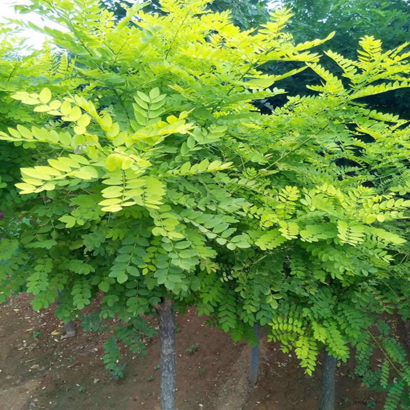 大量出售3公分速生國槐培育基地 國槐成活率高