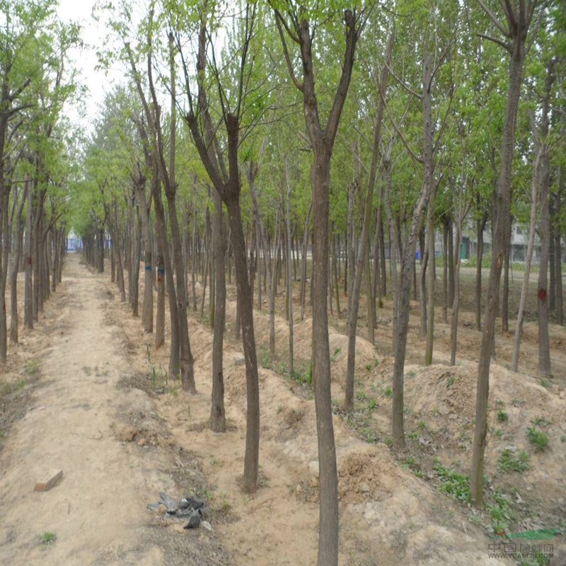 專業(yè)苗木基地1-15公分國(guó)槐批發(fā) 國(guó)槐成活率高