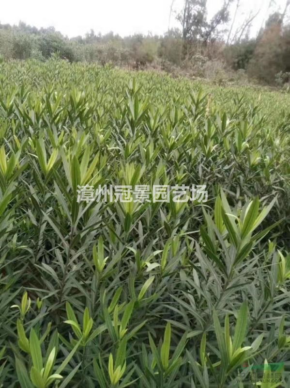 夾竹桃