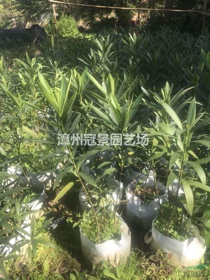 夾竹桃