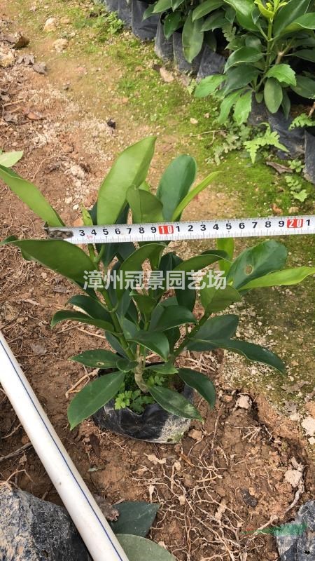 非洲茉莉基地實拍 今年非洲茉莉多少錢 華東地區(qū)非洲茉莉