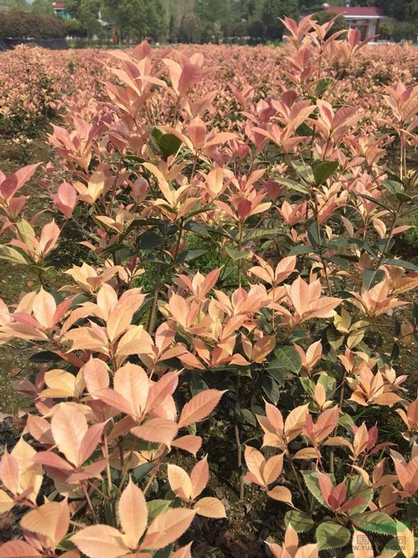 彩葉桂，五彩桂花種苗，自產(chǎn)自銷量大