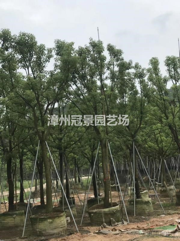 香樟