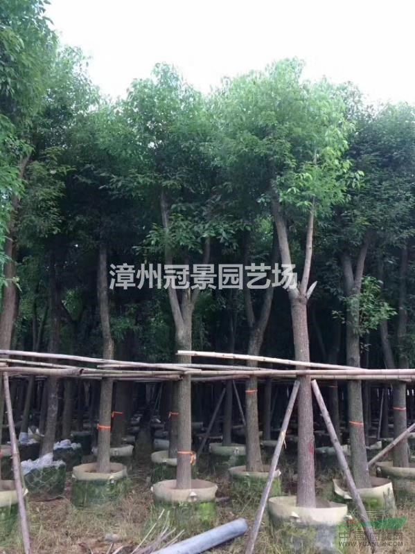 香樟