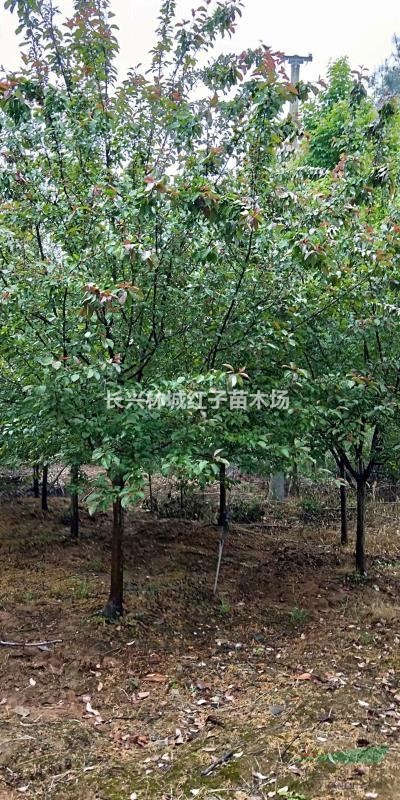 浙江北美海棠9公分大量供應