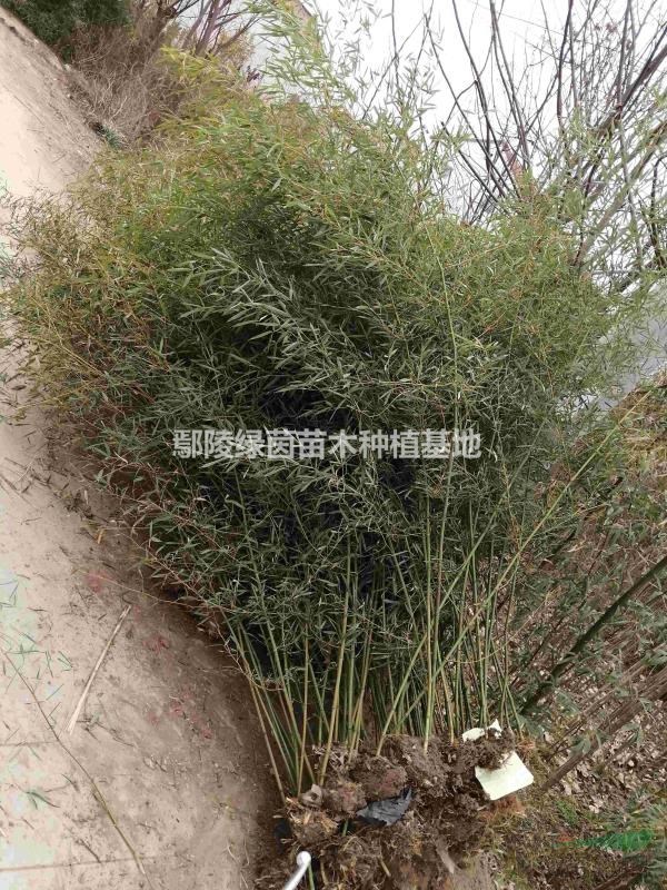 鋼竹