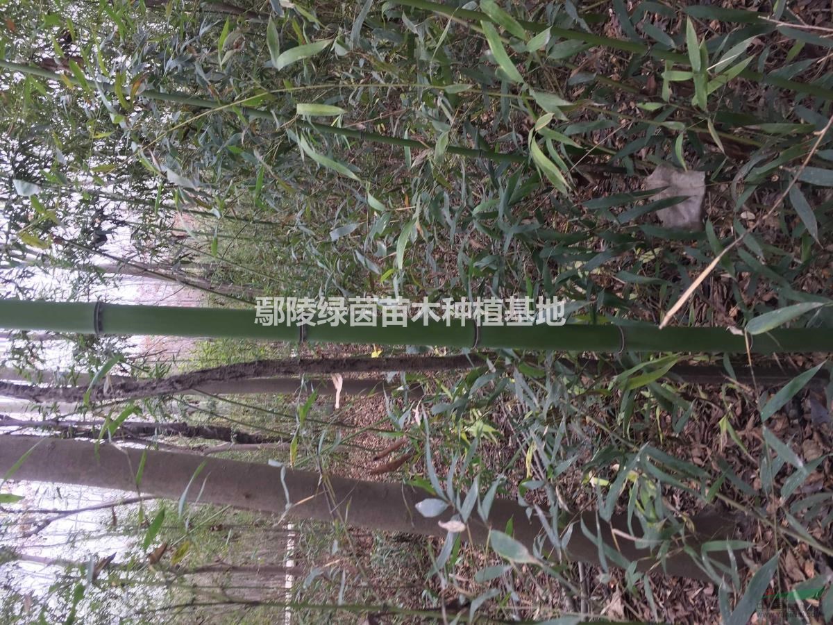 鋼竹