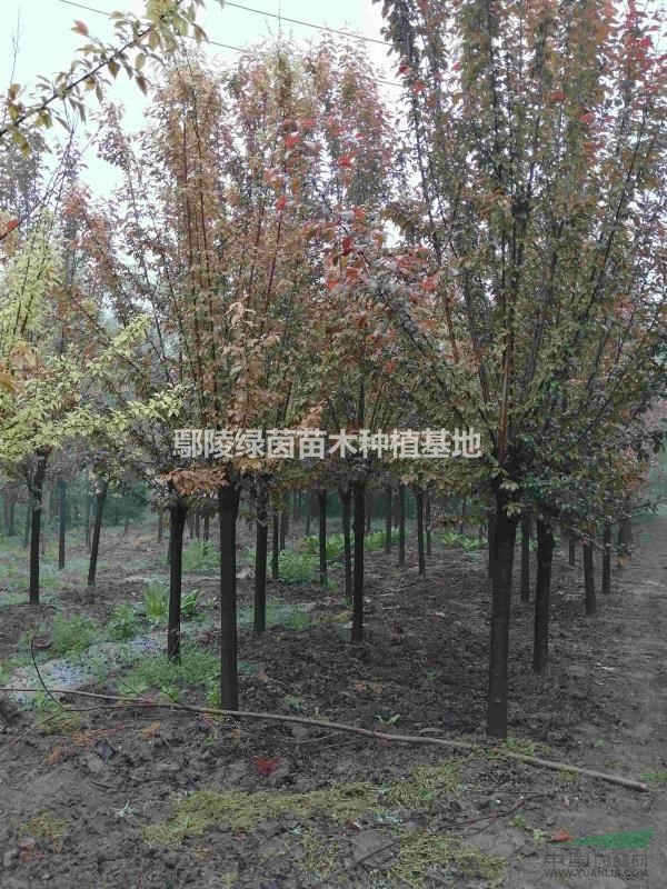 紅葉李