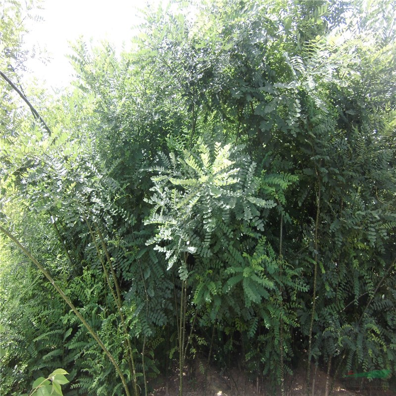 批發(fā)優(yōu)質(zhì)10-25公分國槐培育基地 國槐數(shù)量巨大 歡迎選購